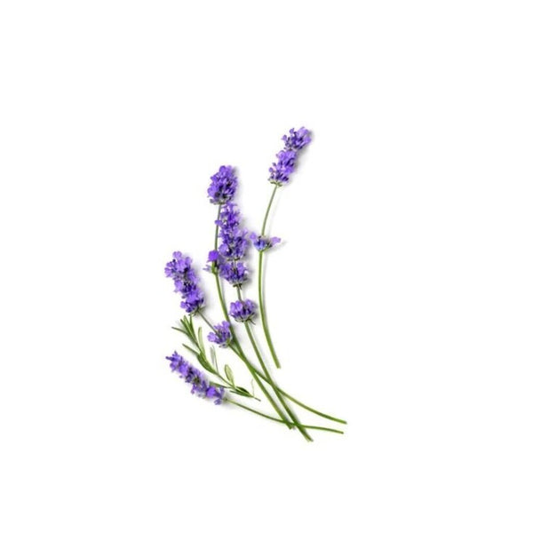 Rebels Refinery Hand Sanitizer - Lavender x Eucalyptus